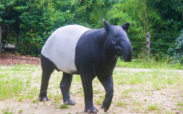 Tapir
