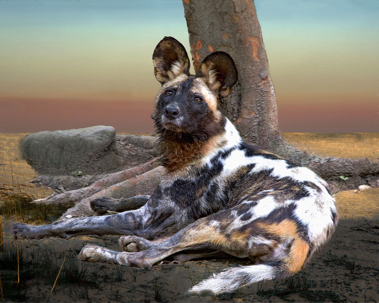 Afrika Yaban Köpeği AZ Hayvanlar