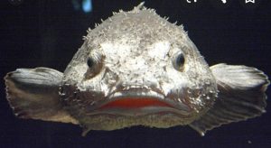 bloobfish