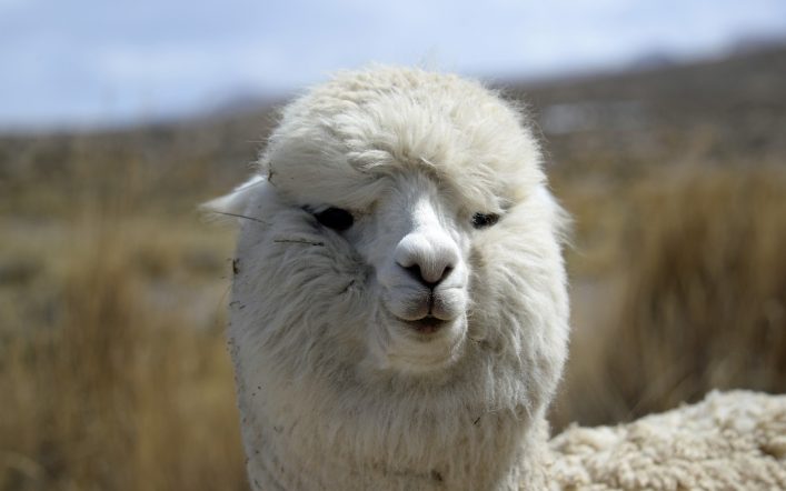 Lama