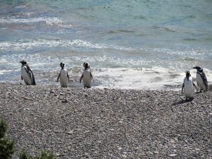 macellan pengueni