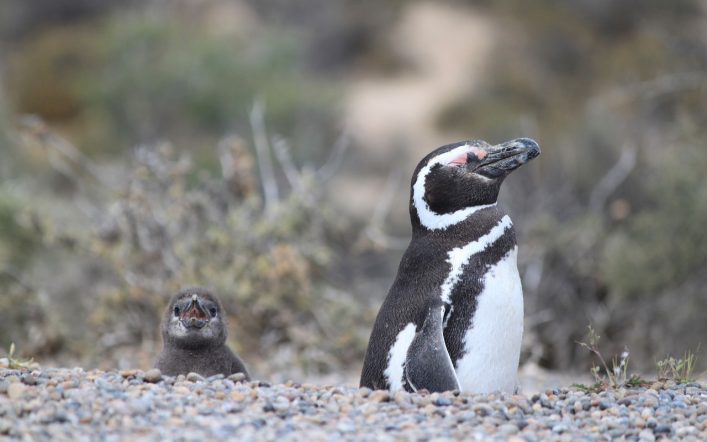 Macellan Pengueni