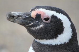 macellan pengueni
