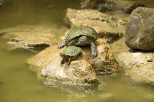 nehir kaplumbağası