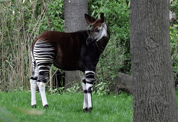 Okapi