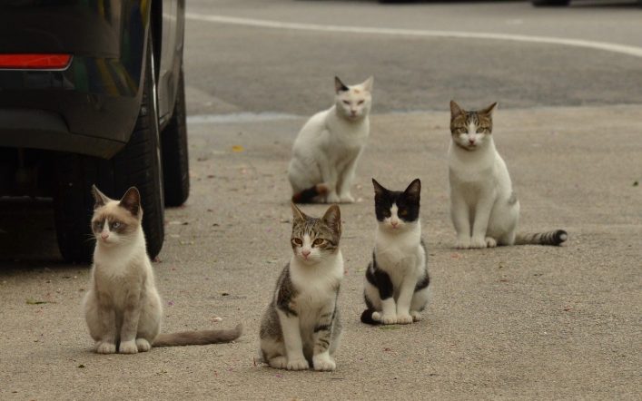 Sokakta Yaşayan Kedileri Nasıl Beslemeliyiz?