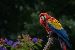 macaw papağanı