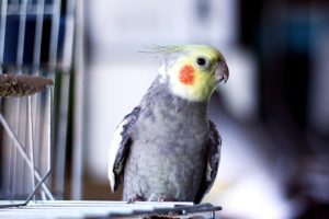 sultan papağanı