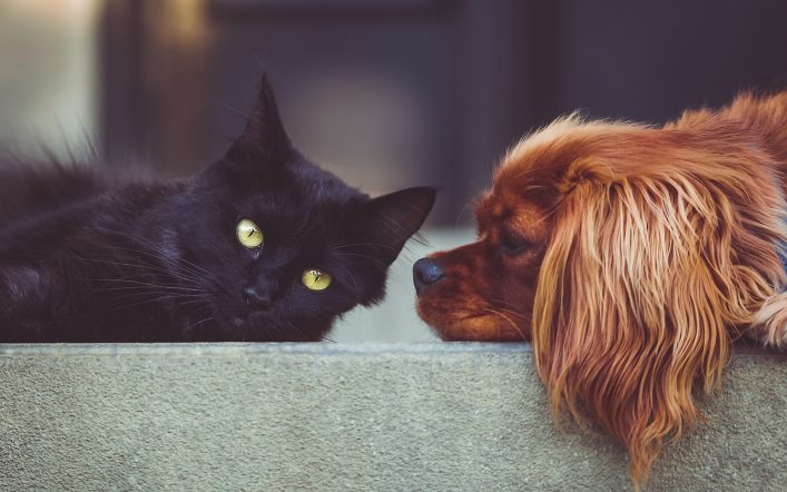 Kedi Köpek Tüyü Yutmak Zararlı mıdır?