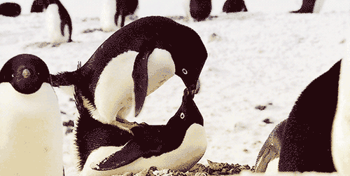 erkek-penguen-1