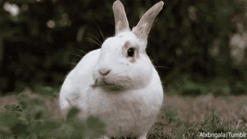 tavşan-1