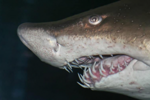 kaplan köpek balığı dişleri