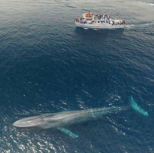 büyük mavi balina