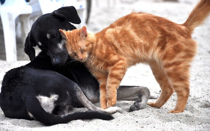 Sokakta Yaşayan Kedi ve Köpekler Üşür mü?