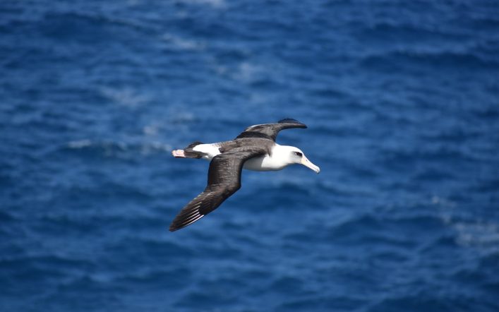 Albatros (Divane Kuşu)