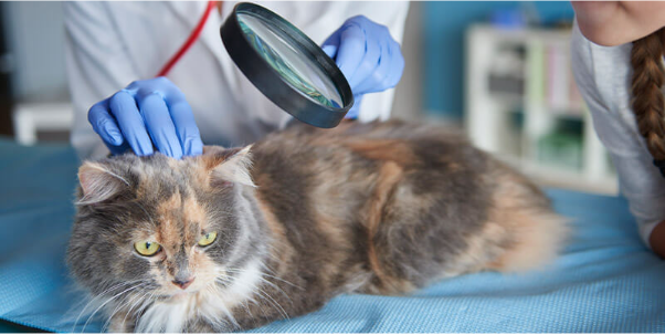 Kedilerde Karın Şişliği Neden Olur?