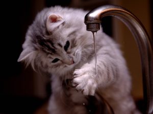kedi su içme