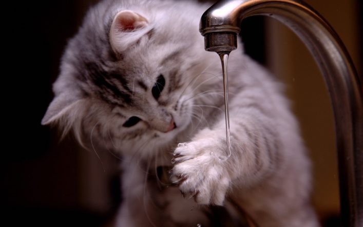 Kediniz Yeterince Su İçiyor mu?