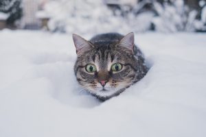 kar içinde kedi 
