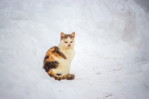 karlar içinde kedi 