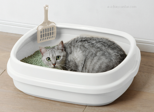 Kedi Tuvaleti Nasıl Seçilir? En İyi Kedi Tuvaleti Nasıldır?