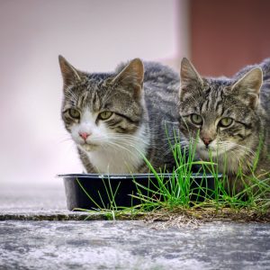Kediler Ne Kadar Süre Aç Kalabilir?