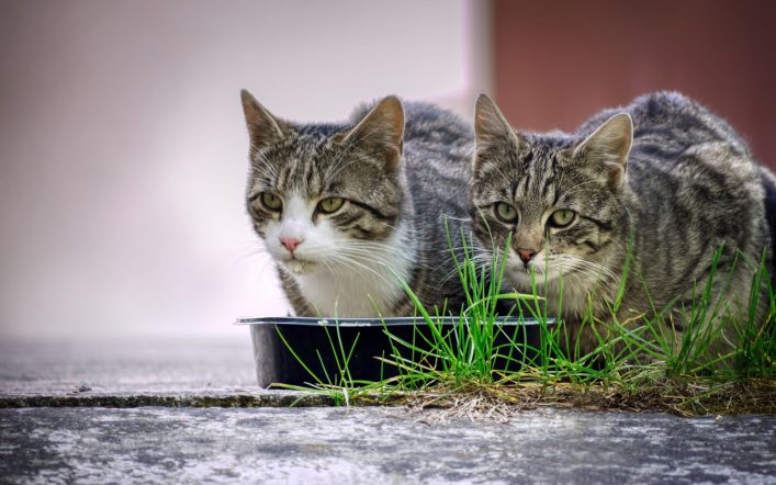 Kediler Ne Kadar Süre Aç Kalabilir?