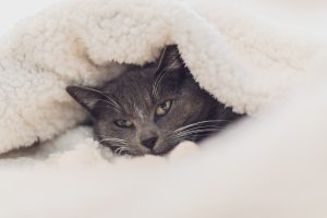 battaniye kedi 