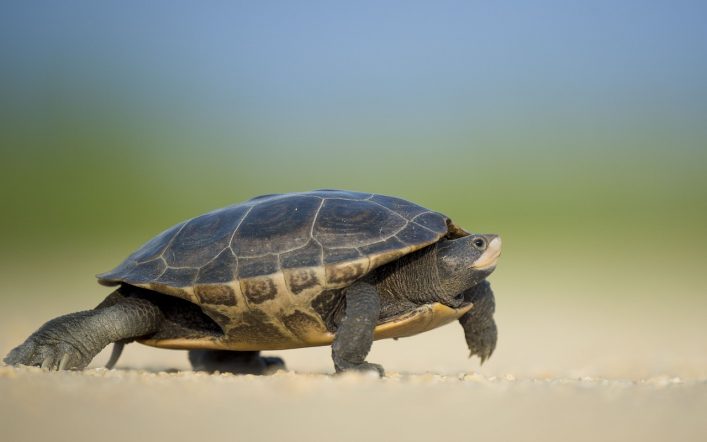 Kaplumbağalar Nasıl Uzun Yaşar?