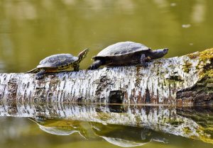 kaplumbağa neden uzun yaşar