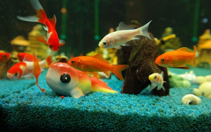 Japon Balıkları İçin En İyi Akvaryum Arkadaşları
