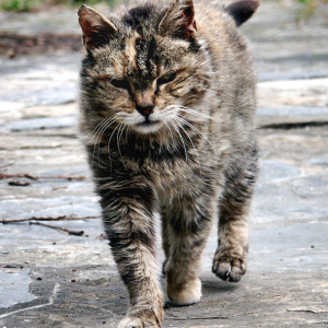 Kedi Nezlesi – Kedilerde Grip Hakkında Bilgiler