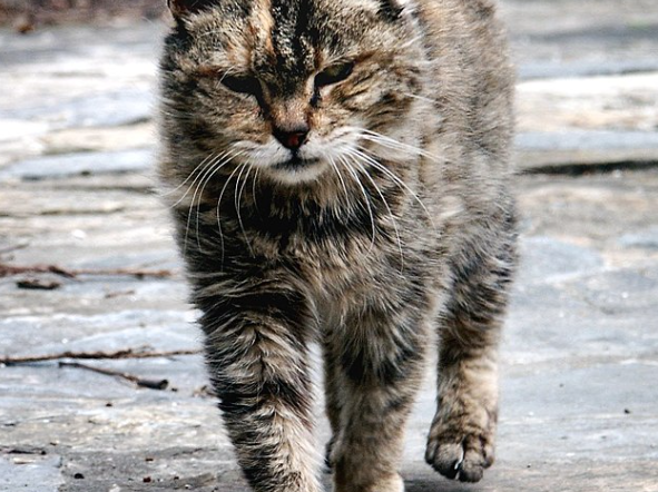 Kedi Nezlesi – Kedilerde Grip Hakkında Bilgiler