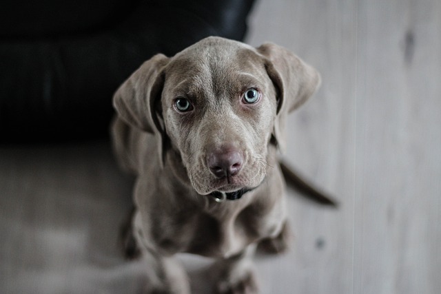 Köpekler İnsanların Yüzlerini Tanıyabilir mi?