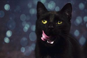 siyah kedi 