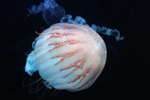 deniznası