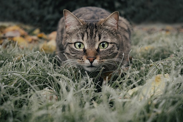 Kediler Neden Kedi Nanesi Sever?
